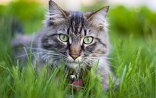 close-up photography of gray tabby cat