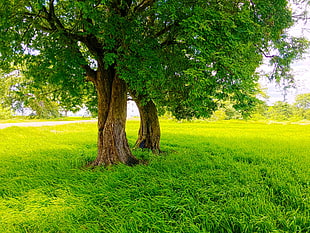 green leafed tree, Sri Lanka, nature, rice paddy, road