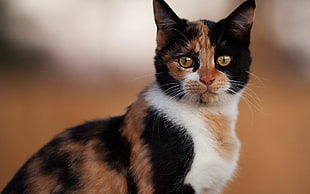 Calico cat on focus photography