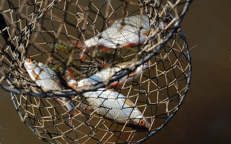 four fish on net HD wallpaper