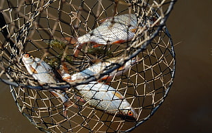four fish on net