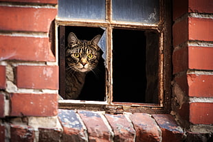 gray tabby cat facing window during daytime