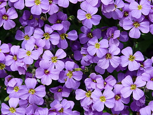 close up photo of purple 4-petaled flowers HD wallpaper