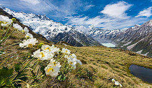 white flowers on mountain