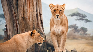 wildlife photography of two lioness beside tree