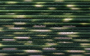 closeup photography of green and white sticks with water drops