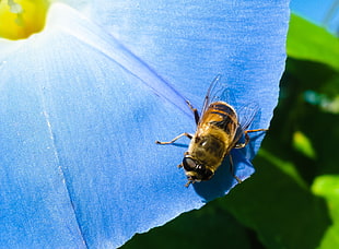 brown hoverfly on blue leaf HD wallpaper
