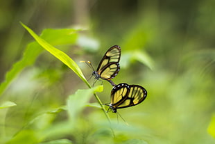 two black-and-yellow glasswing butterflies, butterfly HD wallpaper