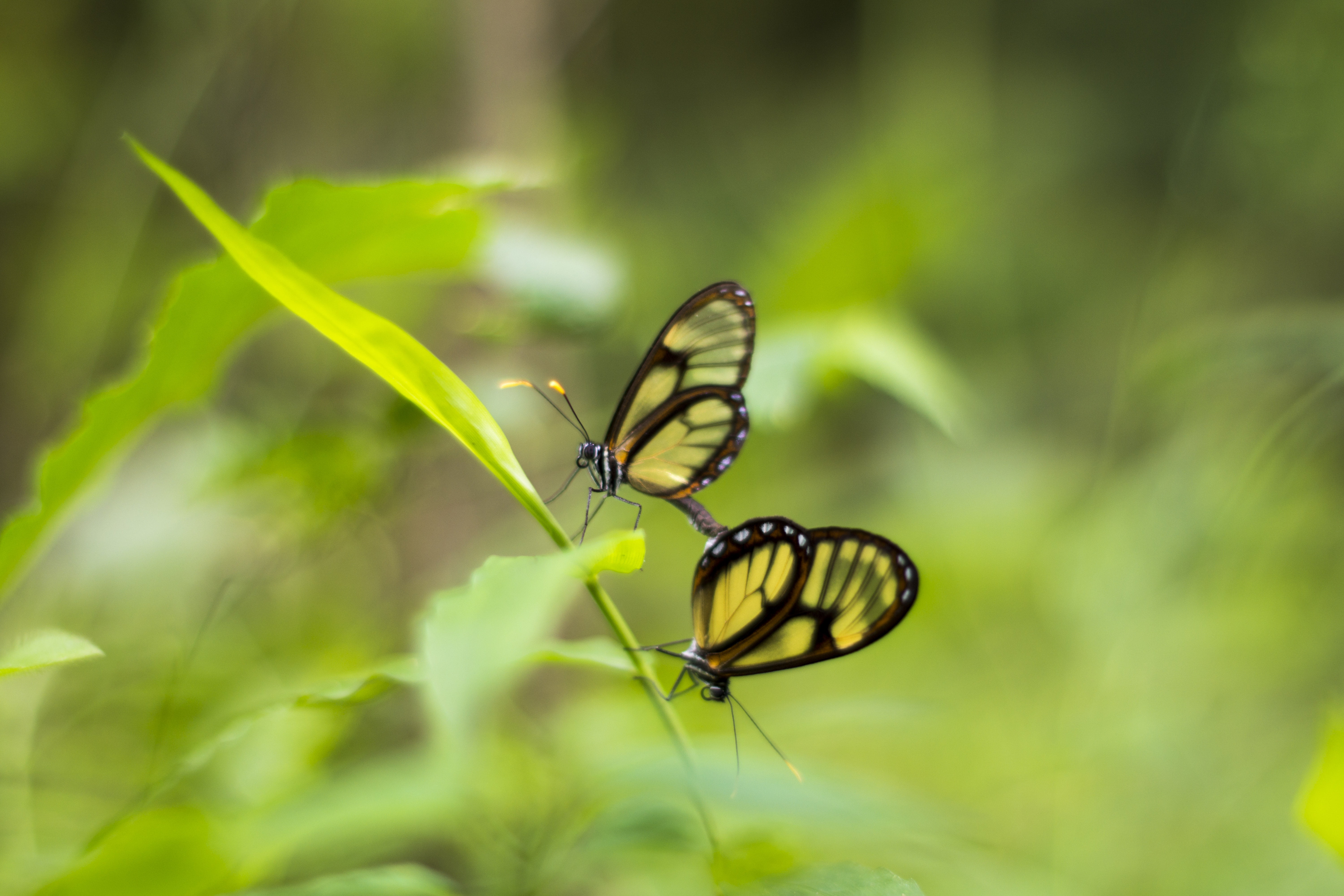 two black-and-yellow glasswing butterflies, butterfly