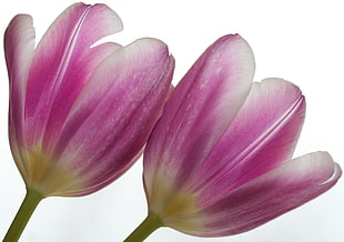 close up photo of two pink petaled flowers, tulip