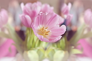 close up photo of pink petal flower HD wallpaper