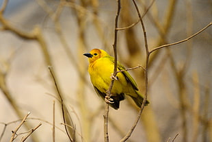 yellow Bird on brown branch HD wallpaper