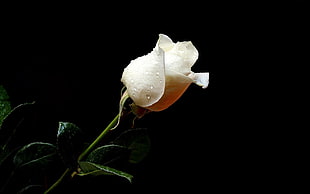 micro photography of white Rose with water dew
