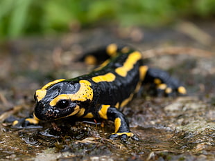 black and yellow lizard, fire salamander
