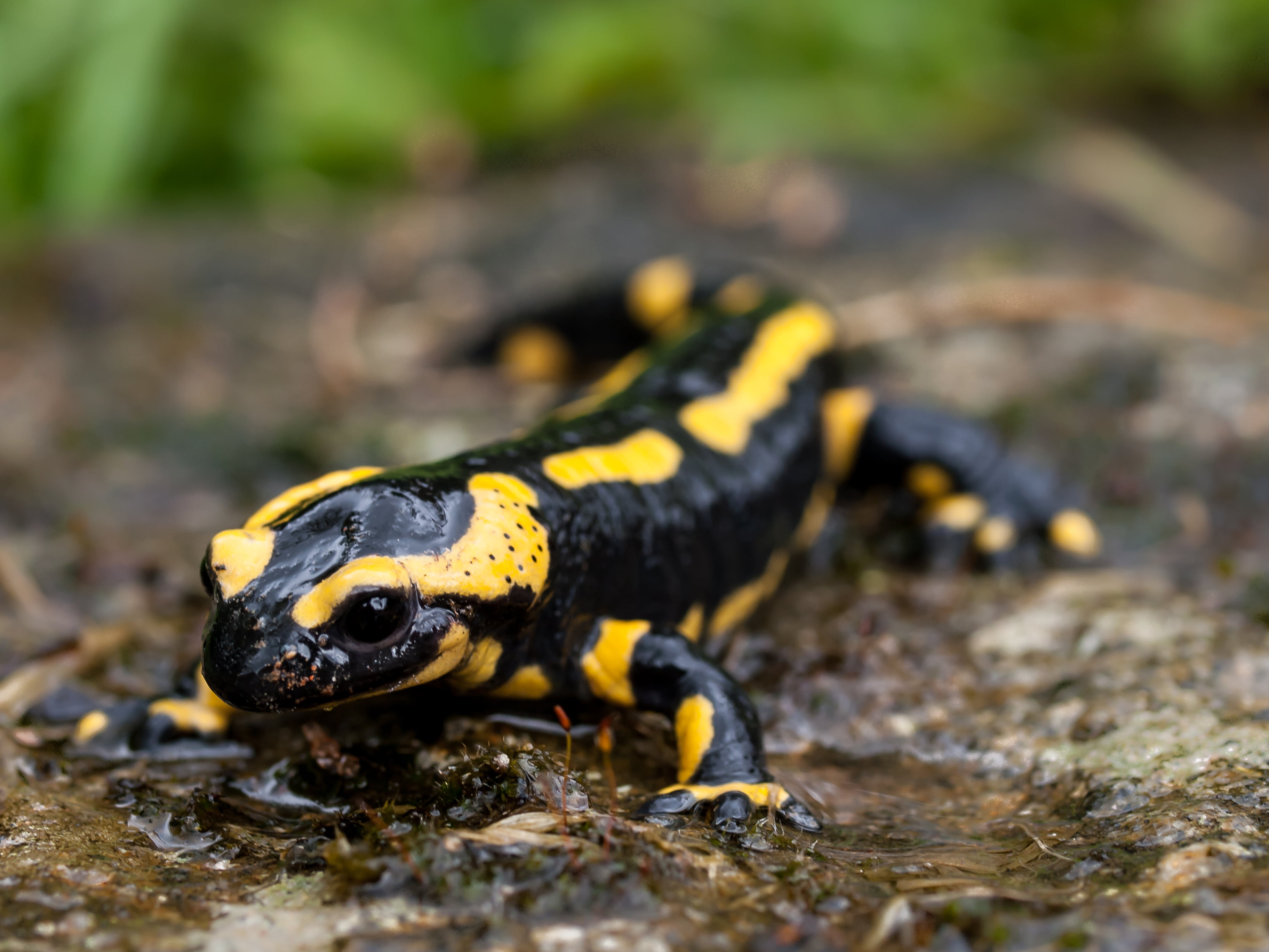 Черно желтая ящерица. Огненная саламандра. Огненная саламандра Salamandra Salamandra. Тритон Огненная саламандра. Огненная саламандра амфибия.