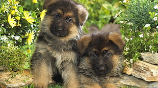 two german shepherd puppies HD wallpaper