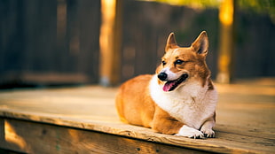 short-coated white and brown dog, Corgi, dog, animals, wooden surface HD wallpaper