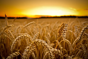 low-angle photography of wheats HD wallpaper