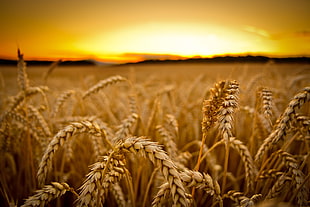 low-angle photography of wheats