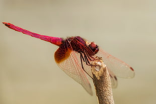 flame darner perched on brown cut stick closeup photography, dragonfly