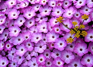 bed of purple periwinkle flowers