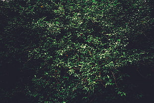 green leafed tree, Trees, Branches, Green