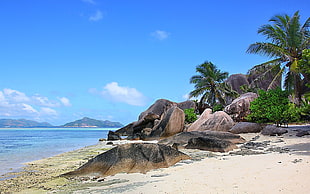 coconut tree, nature, landscape, Seychelles, island