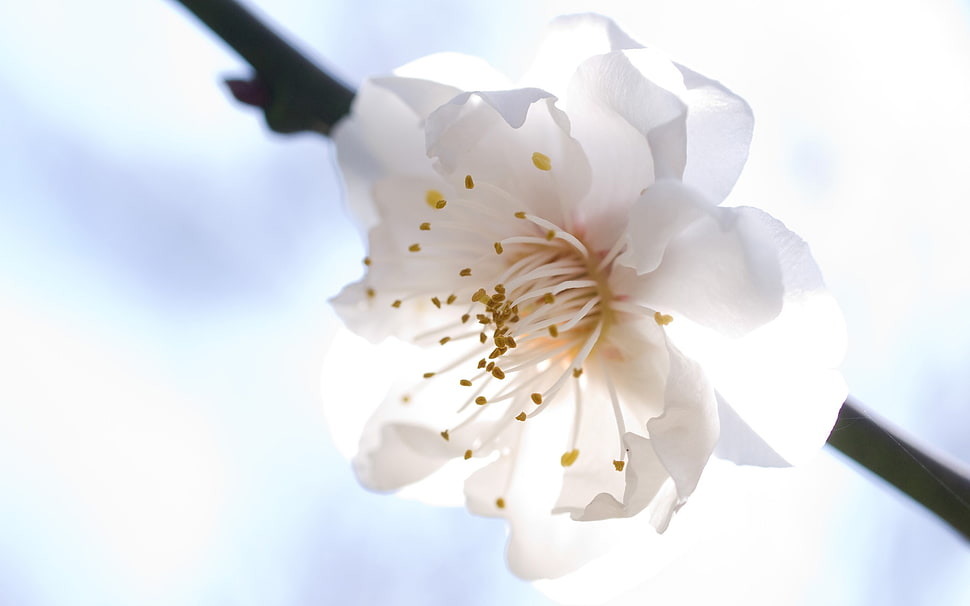 closeup photography of white Cherry Blossom flower HD wallpaper