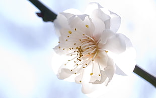 closeup photography of white Cherry Blossom flower