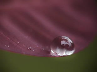 selective focus photo of tear drop on purple petaled flower