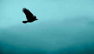 silhouette of eagle HD wallpaper