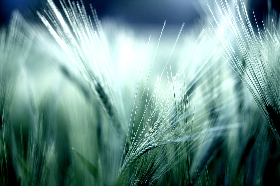close up photography of green wheat grains HD wallpaper