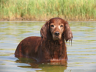 selective focus photography of brown dog on body of water