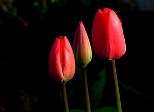 three red  tulips flower HD wallpaper
