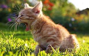 orange Tabby kitten opening mouth sits on grass field at daytime