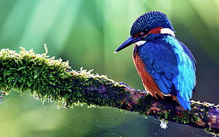 blue kingfisher bird, birds, kingfisher, nature, blue HD wallpaper