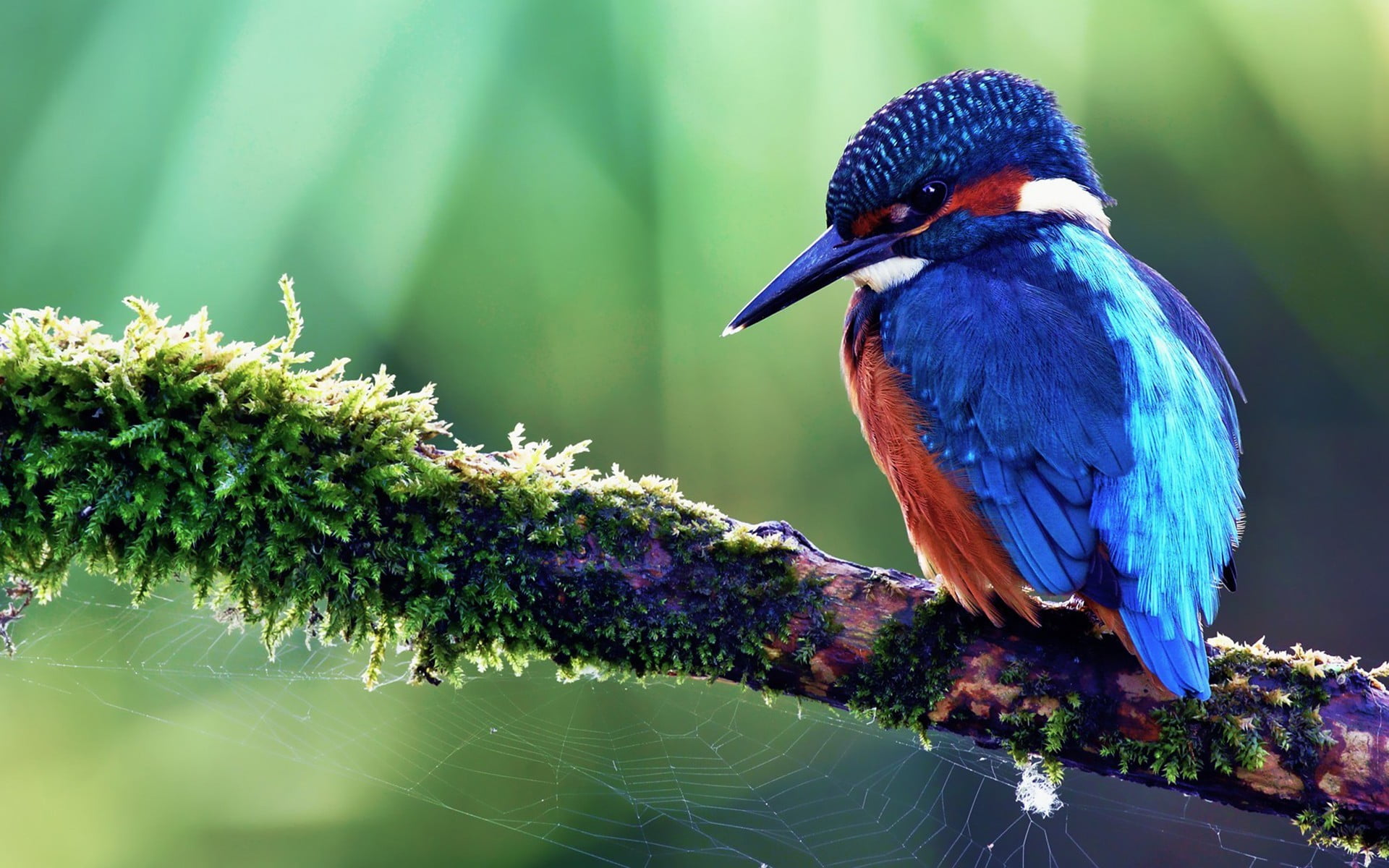 blue kingfisher bird, birds, kingfisher, nature, blue