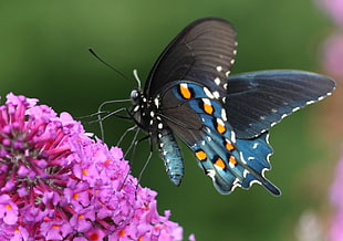blue and black butterfly in macro photography during daytime, swallowtail