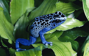 blue and black frog, frog, nature, animals HD wallpaper