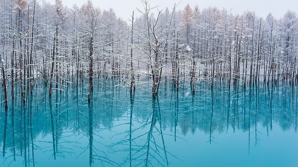 bare trees, lake, trees, nature, turquoise HD wallpaper