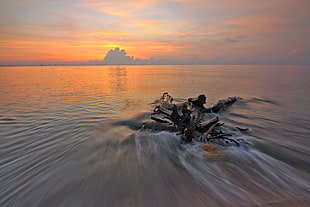 wood, sea, dawn, nature HD wallpaper