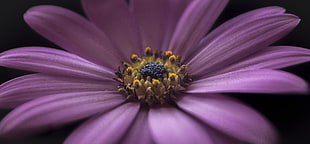 close photo of purple Osteospermum flower HD wallpaper