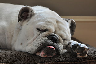 white English Bulldog sleeping