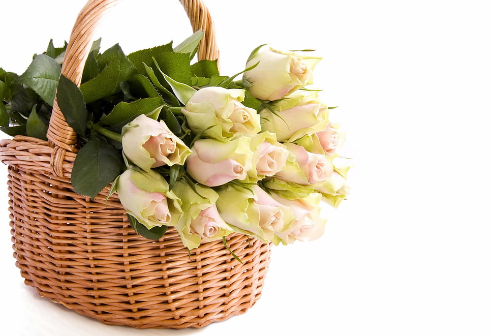 green-and-pink Roses in basket HD wallpaper
