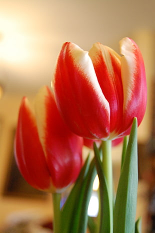 shallow focus photography of red tulips HD wallpaper