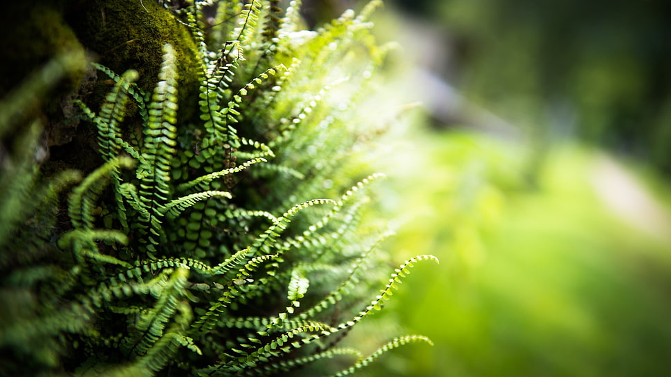 green fern plant, nature, ferns, blurred, depth of field HD wallpaper