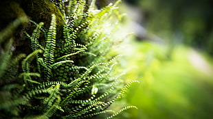 green fern plant, nature, ferns, blurred, depth of field HD wallpaper