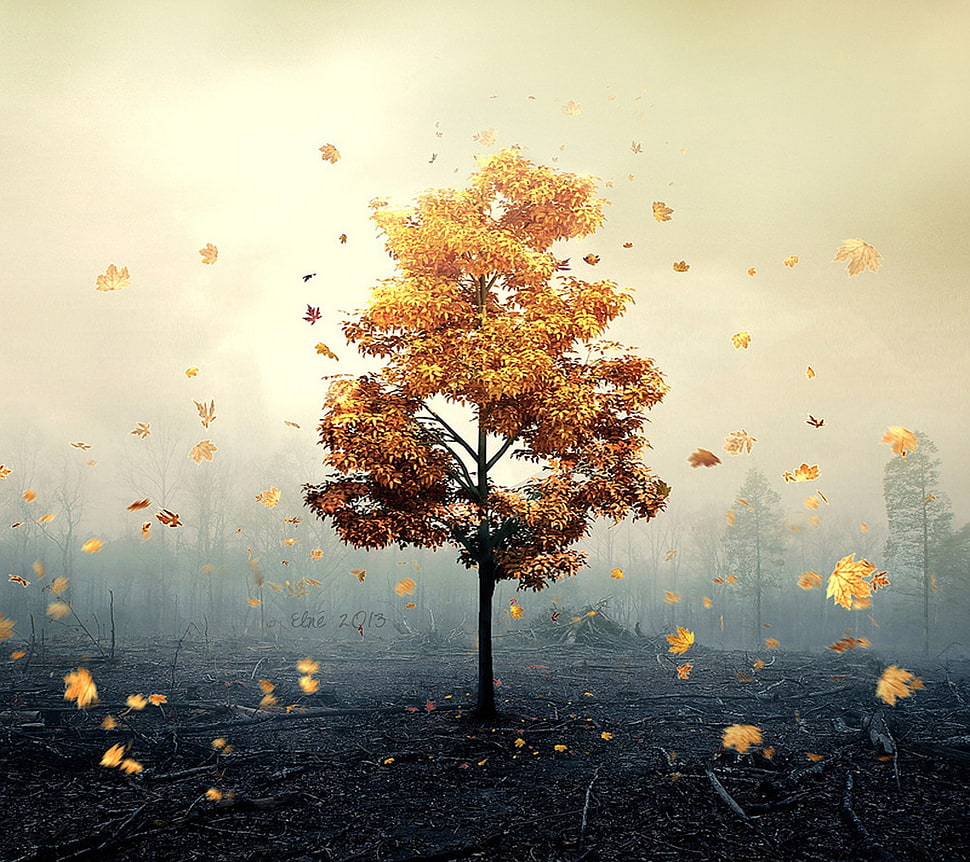 digital painting of tree, fall, nature HD wallpaper