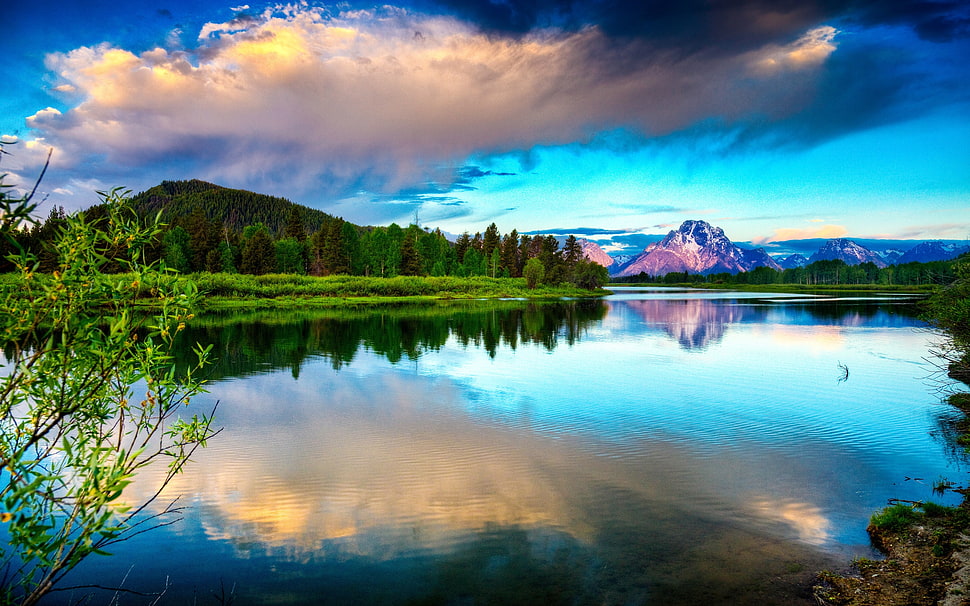 lagoon near forest HD wallpaper