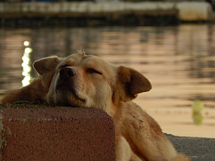 short-coated brown dog, dog, sea, blurred, rock